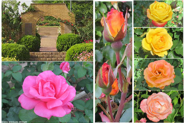 Visit The Tyler Texas Rose Garden Museum